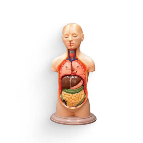 moulage